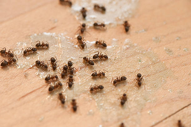 Best Flea Control Services  in Horatio, AR